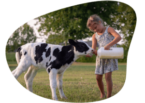 Girl Feeding Calf Photo