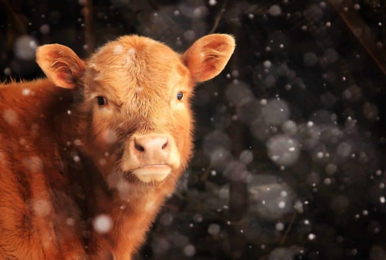 Calf in Winter