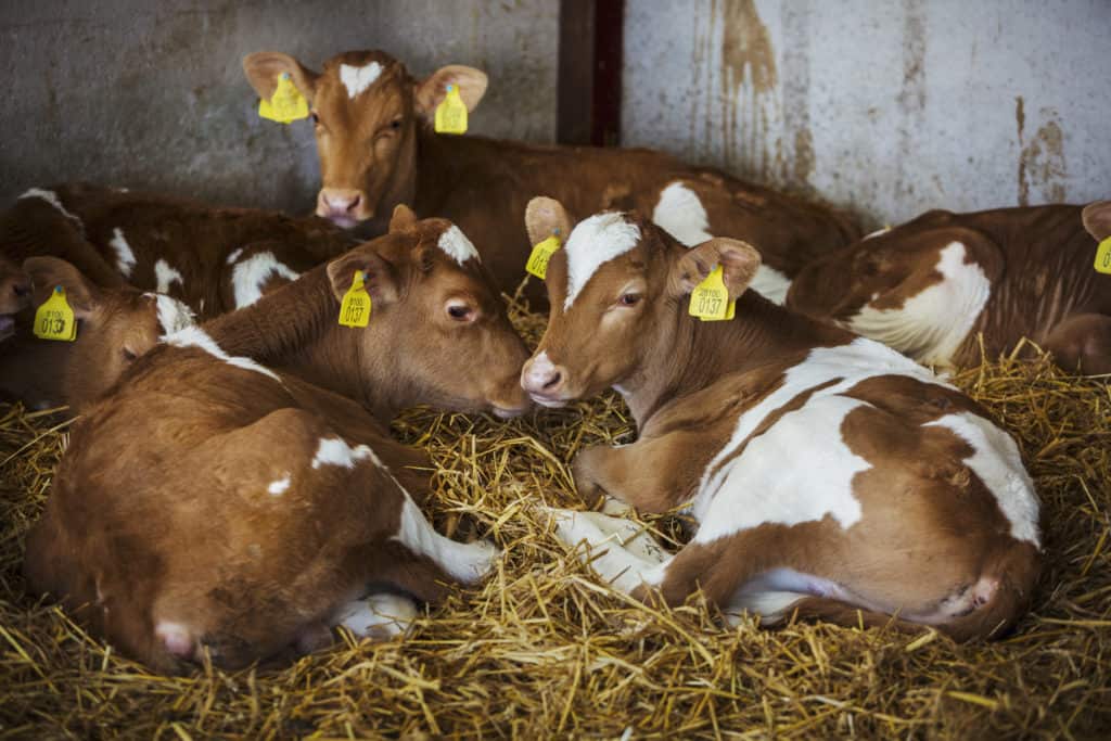 Calves Laying in Pen on Straw