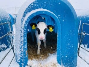 Calf Standing in blue shelter in the winter. Featured image of blog post.