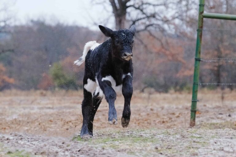 Calf Running